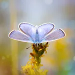 Een prachtige vlinder die zich volledig vrij beweegt.