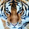 Tijger