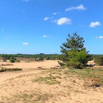 Biodanza in de natuur midden op de Veluwe – zondag 26 juli