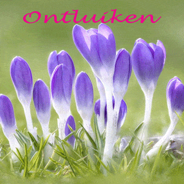 Verdiepingsdansdag ‘Ontluiken’